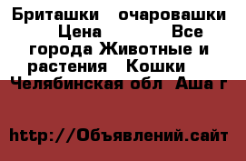 Бриташки - очаровашки.  › Цена ­ 3 000 - Все города Животные и растения » Кошки   . Челябинская обл.,Аша г.